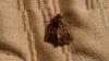 Tholera decimalis